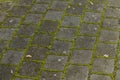 Paved road with moss and dry leaves Royalty Free Stock Photo