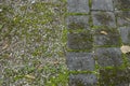 Paved road with moss and dry leaves Royalty Free Stock Photo