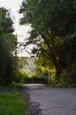 A paved road and trees in the late afternoon Royalty Free Stock Photo