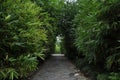 Paved roads in bamboo forest Royalty Free Stock Photo