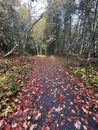 Paved Trail Through Forest Covered in Red and Orange Autumn Leaves Royalty Free Stock Photo