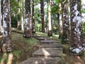 Paved trail in lush Caribbean nature. Stone path in tropical garden with lush vegetation of the French West Indies. Cobble stone Royalty Free Stock Photo