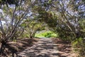 Paved trail under trees, Shoreline Park, Mountain View, San Francisco bay, California Royalty Free Stock Photo