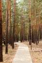 paved walking path in the forest Royalty Free Stock Photo