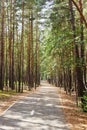 paved walking path in the forest Royalty Free Stock Photo