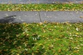 A paved walkway with fall color leaves on the ground Royalty Free Stock Photo