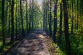 Paved walkway in the park