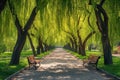 A paved walkway surrounded by benches, shaded by a row of trees on either side, Charming alley surrounded by willow trees in a Royalty Free Stock Photo