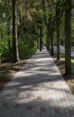 A paved walkway among the tree lane