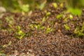 Pavement Ant Hill Royalty Free Stock Photo