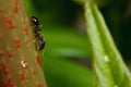 Pavement ant on sumac Royalty Free Stock Photo