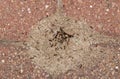 Pavement ants nest mound (Tetramorium immigrans) insects in paving stones, directly above. Royalty Free Stock Photo