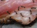 P82418005 pavement ants, Tetramorium immigrans, crawling on a piece of raw meat cECP 2022 Royalty Free Stock Photo