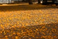 Pavement of a city walkway or park covered with colorful yellow fallen flowers, in sunlight rays Royalty Free Stock Photo