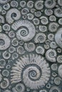 Pavement decorated with stone fossil ammonites