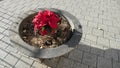 Pavement flower planter on village pavement