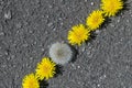 On the pavement lie the heads of dandelions without stems in a diagonal line.