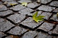 Pavement with a maple leaf Royalty Free Stock Photo