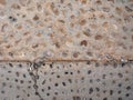 Pavement of river stone and concrete background. Abstract background with round pebbles stones Royalty Free Stock Photo