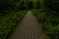 Pavement road in dark of tree in wild forest environment space outdoor lonely place concept without people here perspective alley Royalty Free Stock Photo