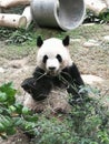 PavilhÃÂ£o do Panda Gigante de Macau Coloane Macao Giant Panda Pavilion Coloane Panda is eating bamboo shoot for lunch meal break Royalty Free Stock Photo