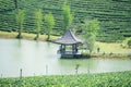 Pavilion and pond at green tea plantation terraces at mountain.