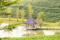 Pavilion and pond at green tea plantation terraces at mountain.Thailand