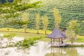 Pavilion and pond at green tea plantation terraces at mountain.Thailand