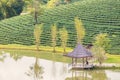 Pavilion and pond at green tea plantation terraces at mountain.Thailand