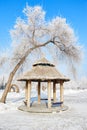 The pavilion and tree with rime Royalty Free Stock Photo