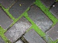 paving roads that are tenuous and covered with moss Royalty Free Stock Photo