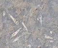 Paving slabs, fossilized shells, texture of fossils Royalty Free Stock Photo
