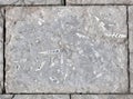 Paving slabs, fossilized shells, texture of fossils Royalty Free Stock Photo
