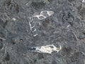 Paving slabs, fossilized shells, texture of fossils Royalty Free Stock Photo
