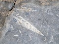 Paving slabs, fossilized shells, texture of fossils Royalty Free Stock Photo
