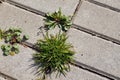 Paving stones with ingrown weeds and grass. An annual problem in front of the house Royalty Free Stock Photo