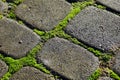 Paving stones with ingrown weeds and moss. An annual problem in front of the house Royalty Free Stock Photo