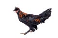 Pavlovian breed Rooster on white