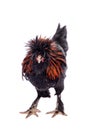 Pavlovian breed Rooster on white