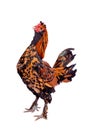 Pavlovian breed Rooster on white