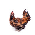 Pavlovian breed Rooster on white