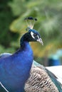 Pavo cristatus Royalty Free Stock Photo