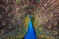 Pavo cristatus - a beautiful blue peacock with an outstretched and erect tail and a beautiful light in the crown Royalty Free Stock Photo