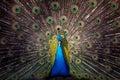 Pavo cristatus - a beautiful blue peacock with an outstretched and erect tail and a beautiful light in the crown Royalty Free Stock Photo