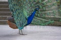 Pavo cristatus indian male peafowl showing beautiful colorful green and blue feathers, elegant bird in its ritual Royalty Free Stock Photo