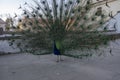 Pavo cristatus indian male peafowl showing beautiful colorful green and blue feathers, elegant bird in its ritual Royalty Free Stock Photo