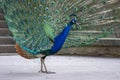 Pavo cristatus indian male peafowl showing beautiful colorful green and blue feathers, elegant bird in its ritual Royalty Free Stock Photo