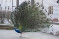 Pavo cristatus indian male peafowl showing beautiful colorful green and blue feathers, elegant bird in its ritual Royalty Free Stock Photo