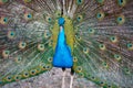 Pavo cristatus male peacock courtship display fanning tail background
