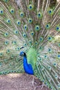 Pavo cristatus, peacock taken head on Royalty Free Stock Photo